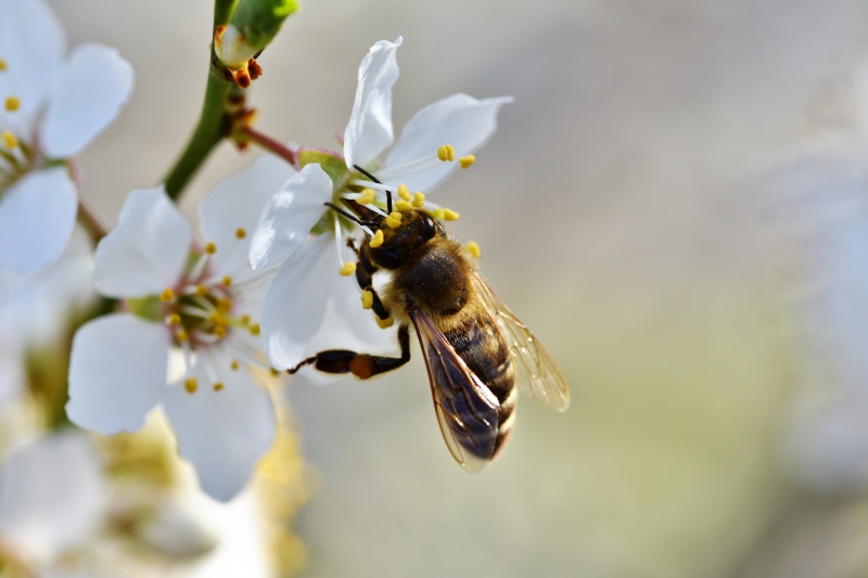 jardinerie-DRAGUIGNAN-min_bee-4092986